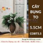 CÂY BỤNG TO 5.5CM